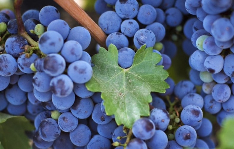 Виноград «Изабелла»: особенности сорта