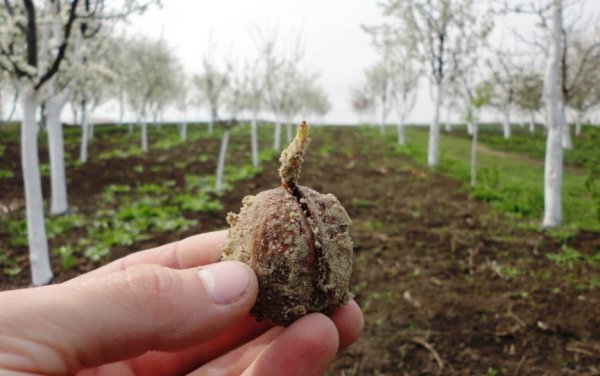 Как посадить грецкий орех правильно: как и когда, посадка и уход в открытом грунте