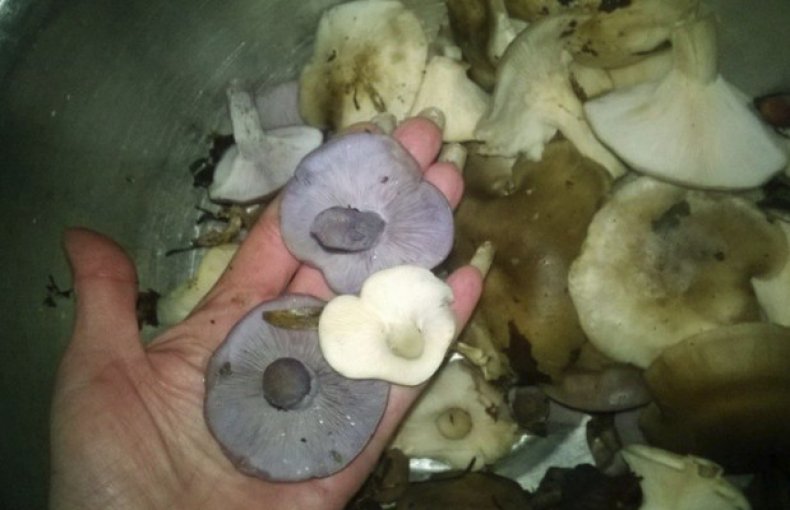 Как засолить грибы