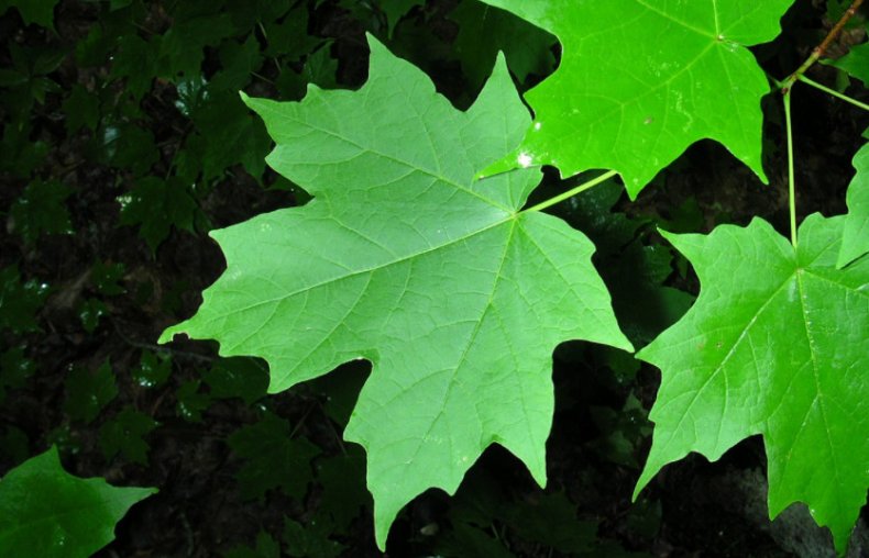 Клён канадский - листья