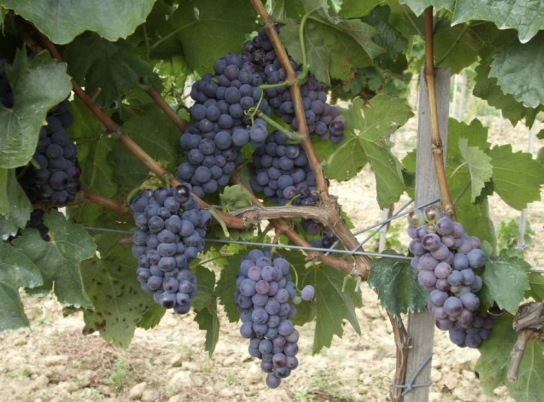 Виноград Кадарка