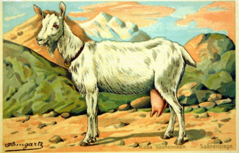 Коза зааненская