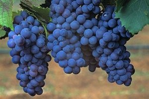 Черные сорта винограда