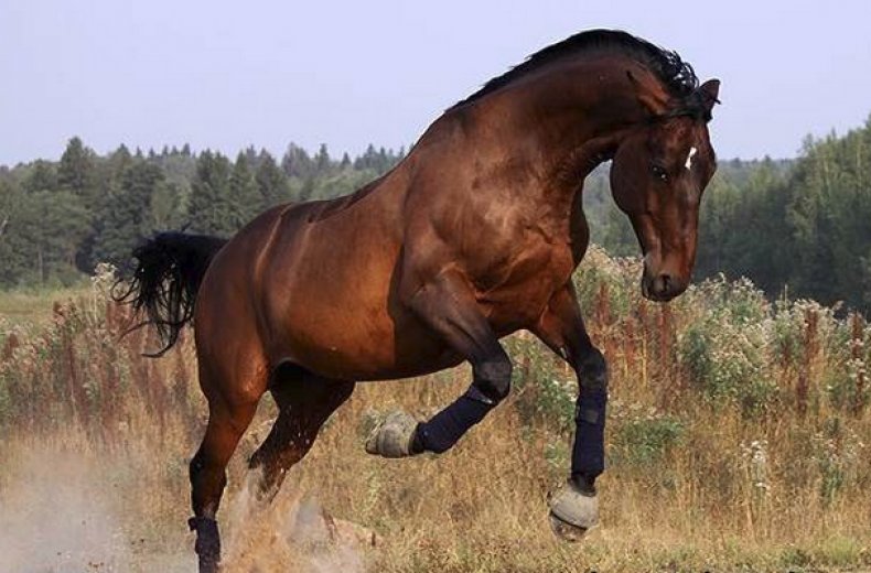 Тракененская лошадь