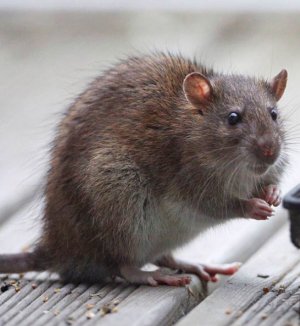 Как бороться с крысами в частном доме