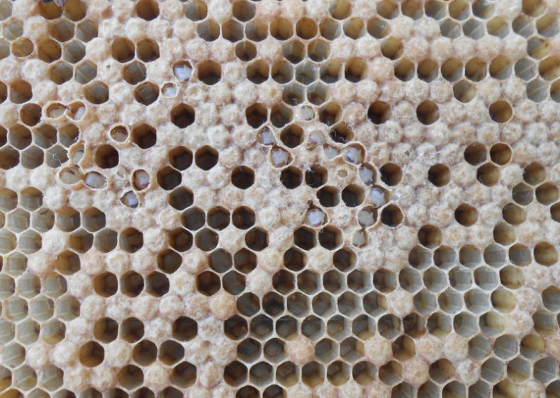 Аскосфероз у пчёл