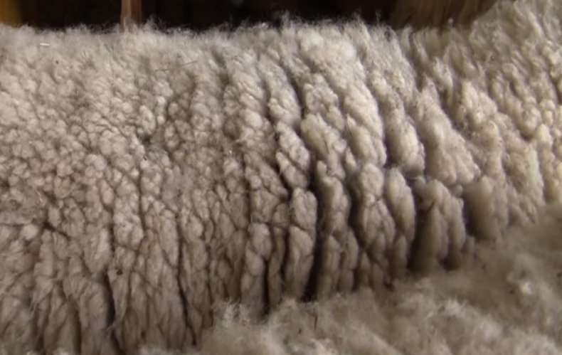 Шерсть куйбышевской овцы