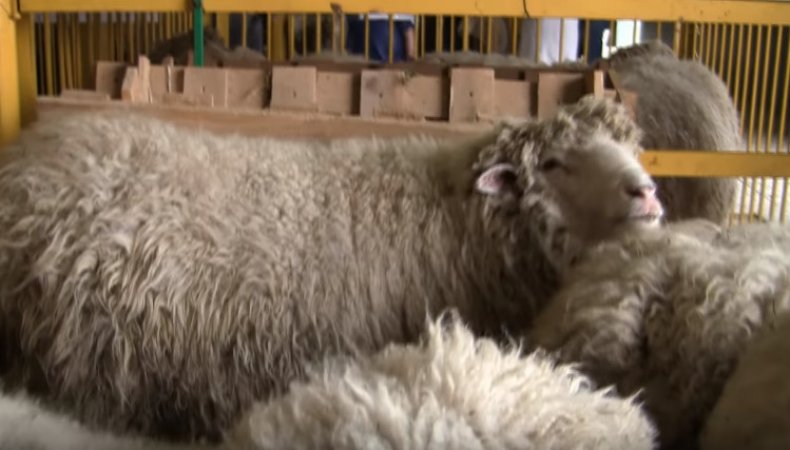 куйбышевская, овца, описание, продуктивность