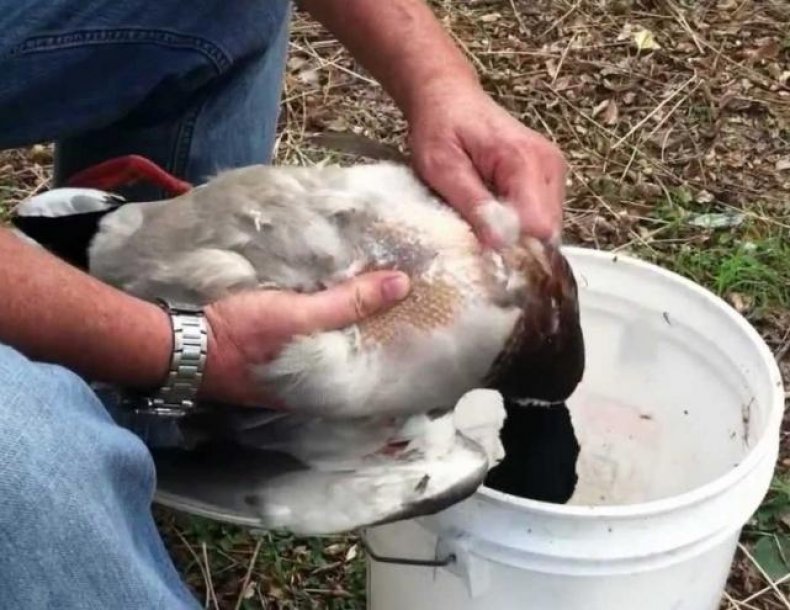 Preparing the duck