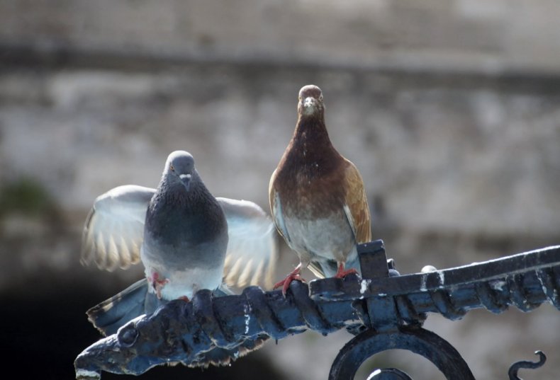 Где и сколько живут голуби в дикой природе, городе, домашних условиях