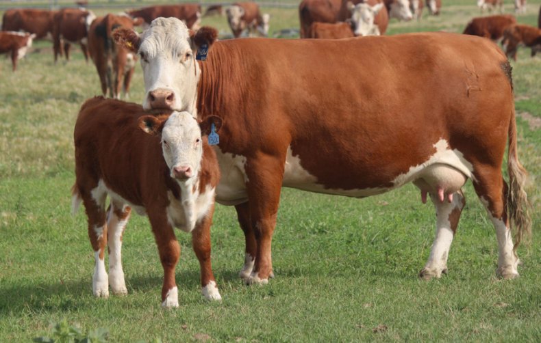 Херефордская корова с телёнком