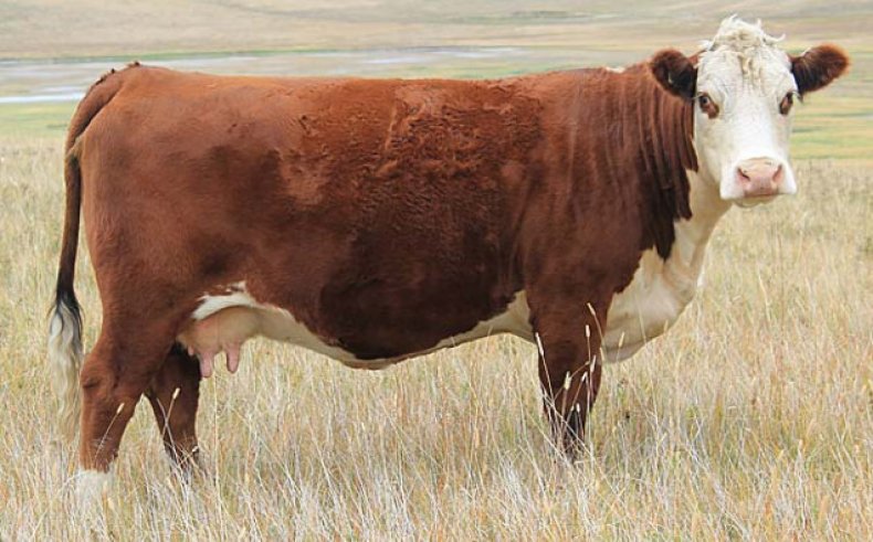 Херефордская корова