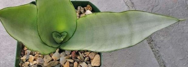 Sansevieria trifasciata Moonshine Sansevieria trifasciata Moonshine