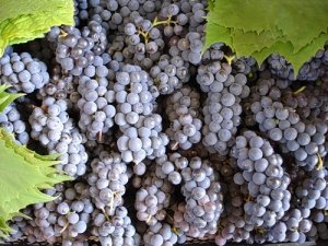 Один из самых популярных сортов винограда