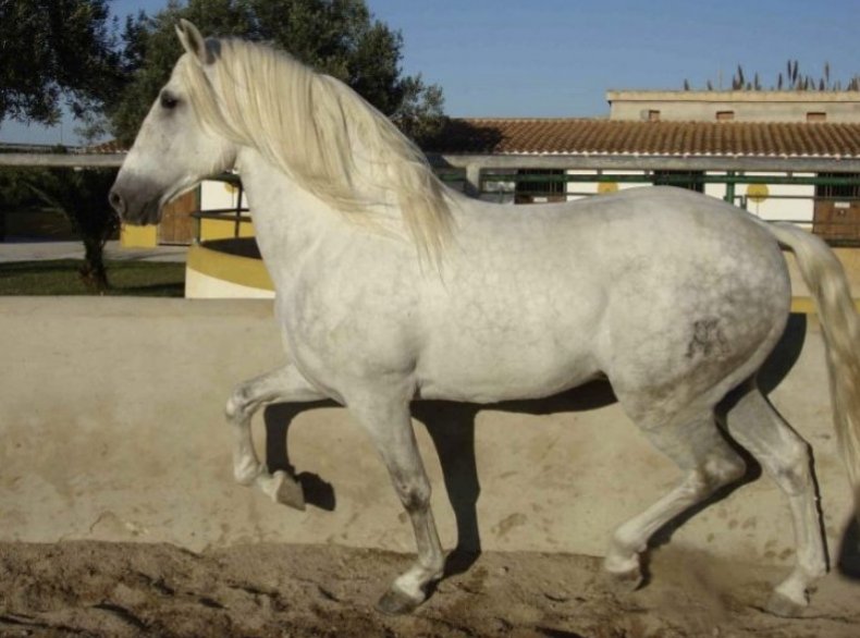 Фото андалузской лошади
