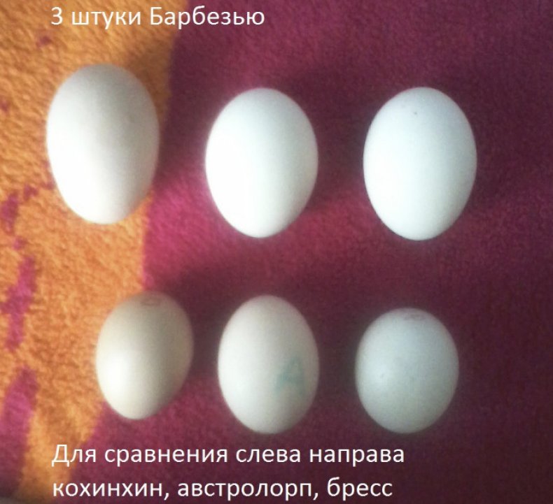 Яйца Барбезье более крупные