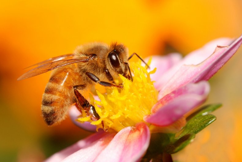 Бджола собирает мед