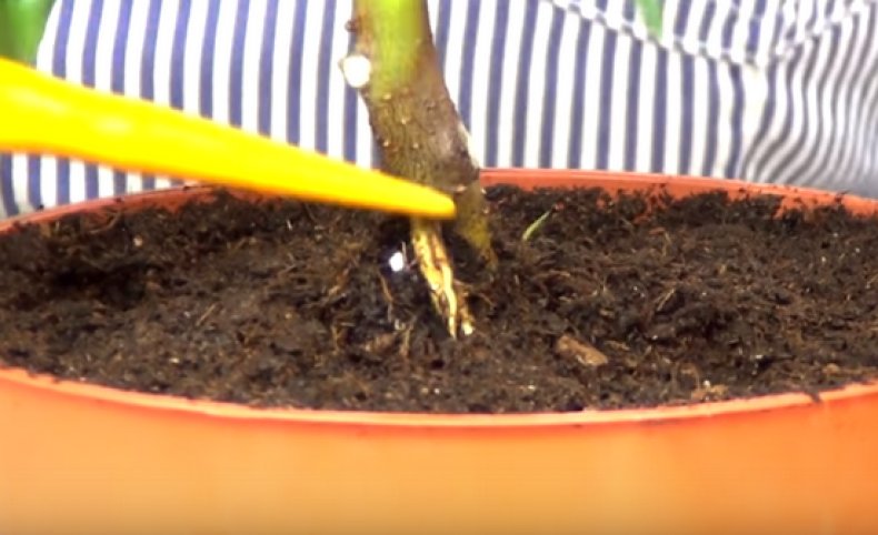 Бонсай из фикуса как правильно формировать растение в домашних условиях