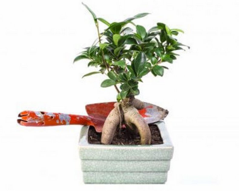 Бонсай из фикуса как правильно формировать растение в домашних условиях