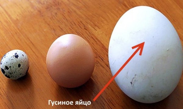 Гусиные яйца: польза и вред, что можно сделать, сколько варить вкрутую