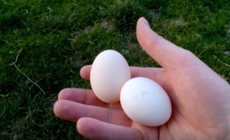 Яйца кур брекель