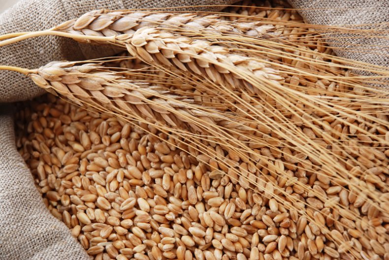 Кормовая пшеница