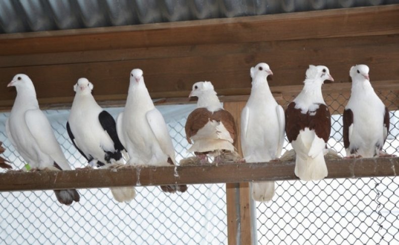 Особенности бойных голубей
