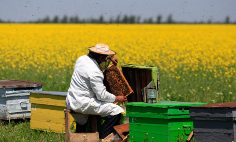 Производство мёда