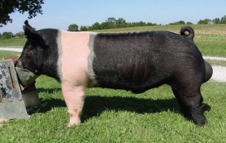 породы свиней