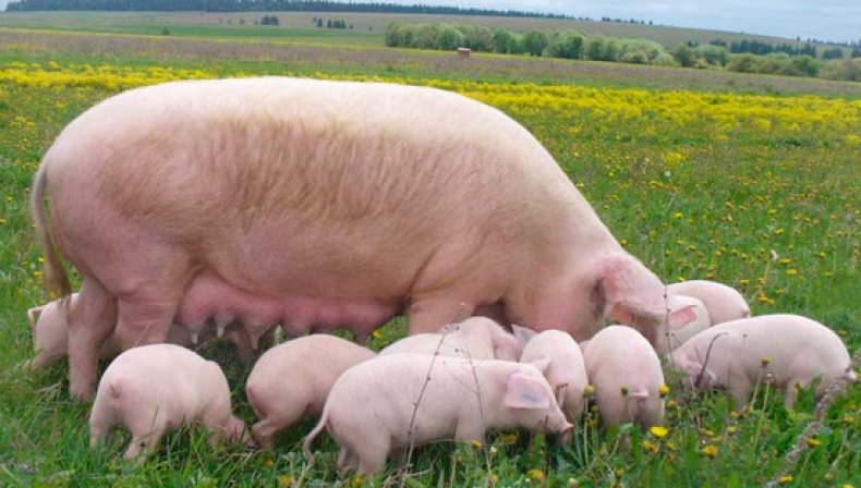 породы свиней