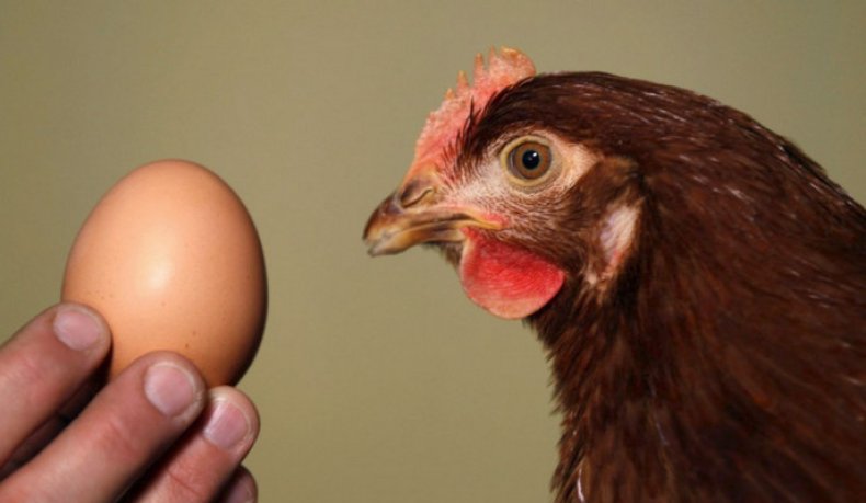 Качество яиц