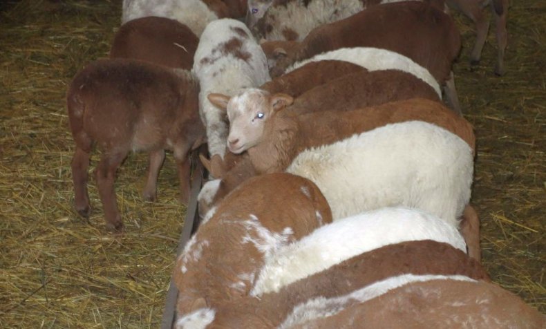 Кормление катумских овец