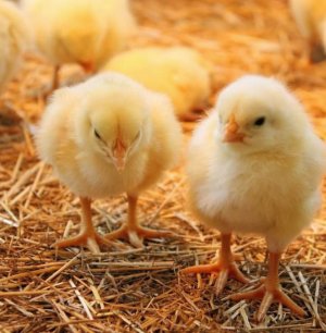 Как лечить понос у бройлерных цыплят