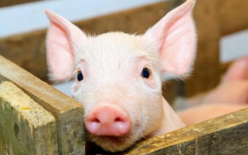 болезни свиней