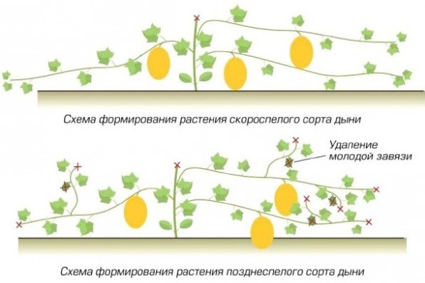 Сорок дынь разложили на 3 полки сначала