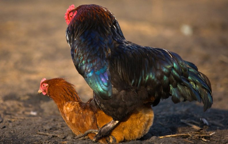 Как оплодотворяет петух курицу схема спаривания и описание процесса размножения