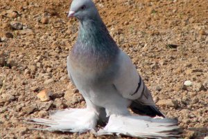Туркменские бойные голуби агараны