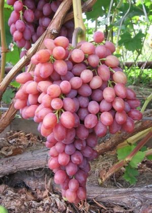 Лучшие кишмишные сорта винограда выращиваемые в украине