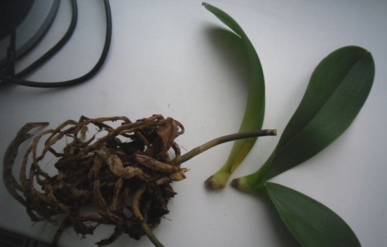 Как спасти орхидею, если сгнили корни и листья, и как спасти её без корней