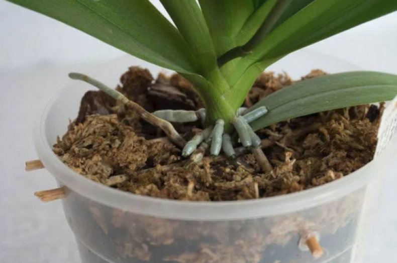 Как спасти орхидею, если сгнили корни и листья, и как спасти её без корней