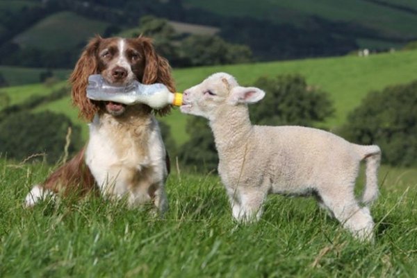Кормление овец в домашних условиях нормы что едят летом и зимой