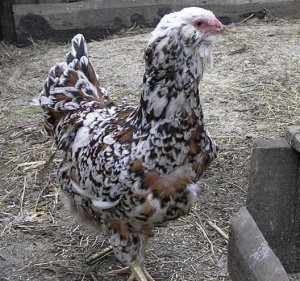 Орловская порода кур