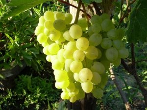 Лучшие кишмишные сорта винограда выращиваемые в украине