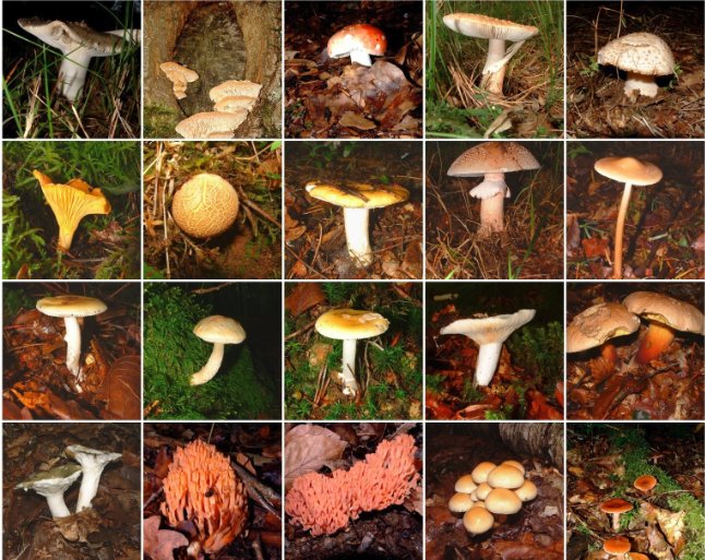Съедобные грибы ленинградской области фото с названиями
