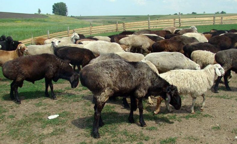 курдючный, овца, описание, продуктивность, разведение
