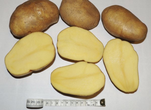 Описание картофеля сорта Тулеевский посадка и уход