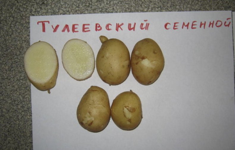 Тулеевский сорт картофеля