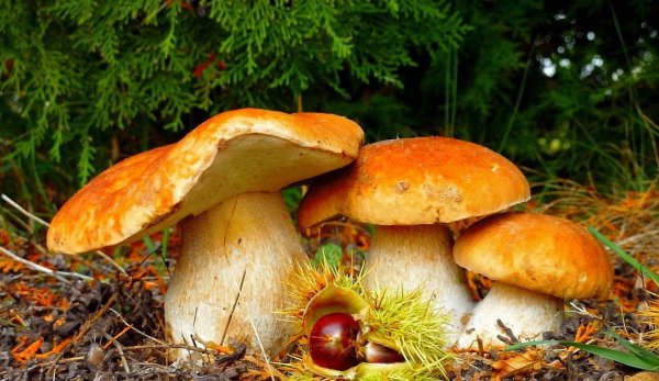 какие грибы растут под елками
