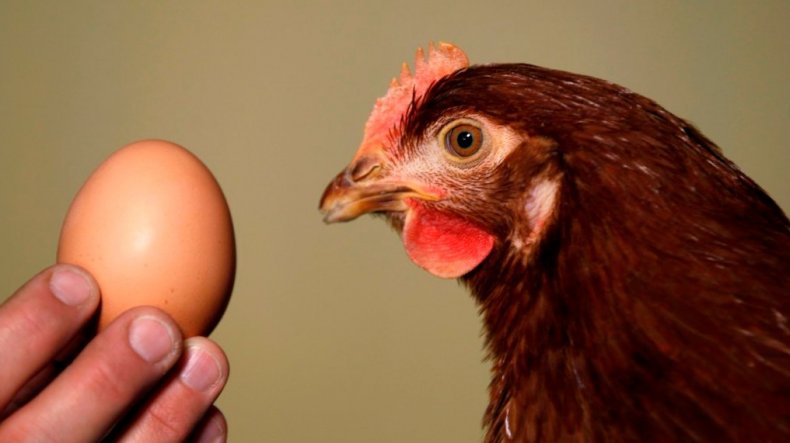 Курица и яйцо
