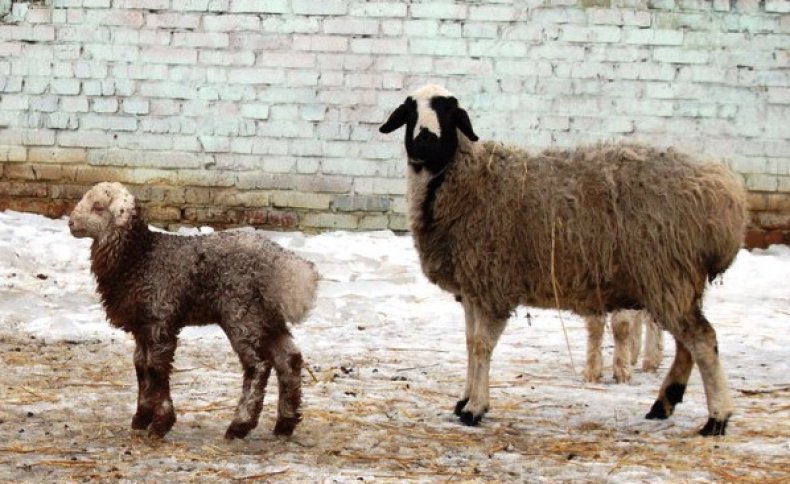 Курдючная овца с ягненком